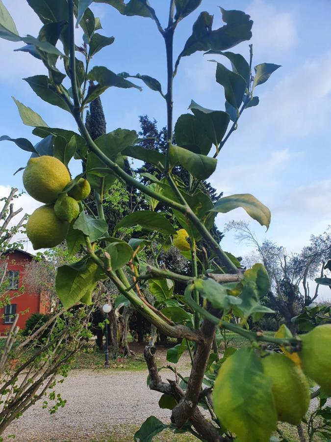 Casale Degli Ulivi Maccarese Villa Le Cerquete Bagian luar foto