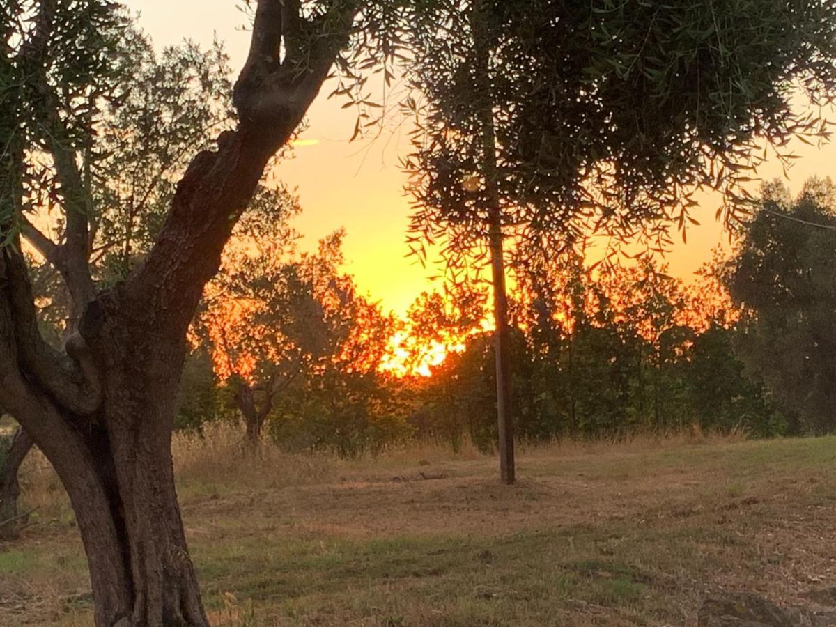 Casale Degli Ulivi Maccarese Villa Le Cerquete Bagian luar foto